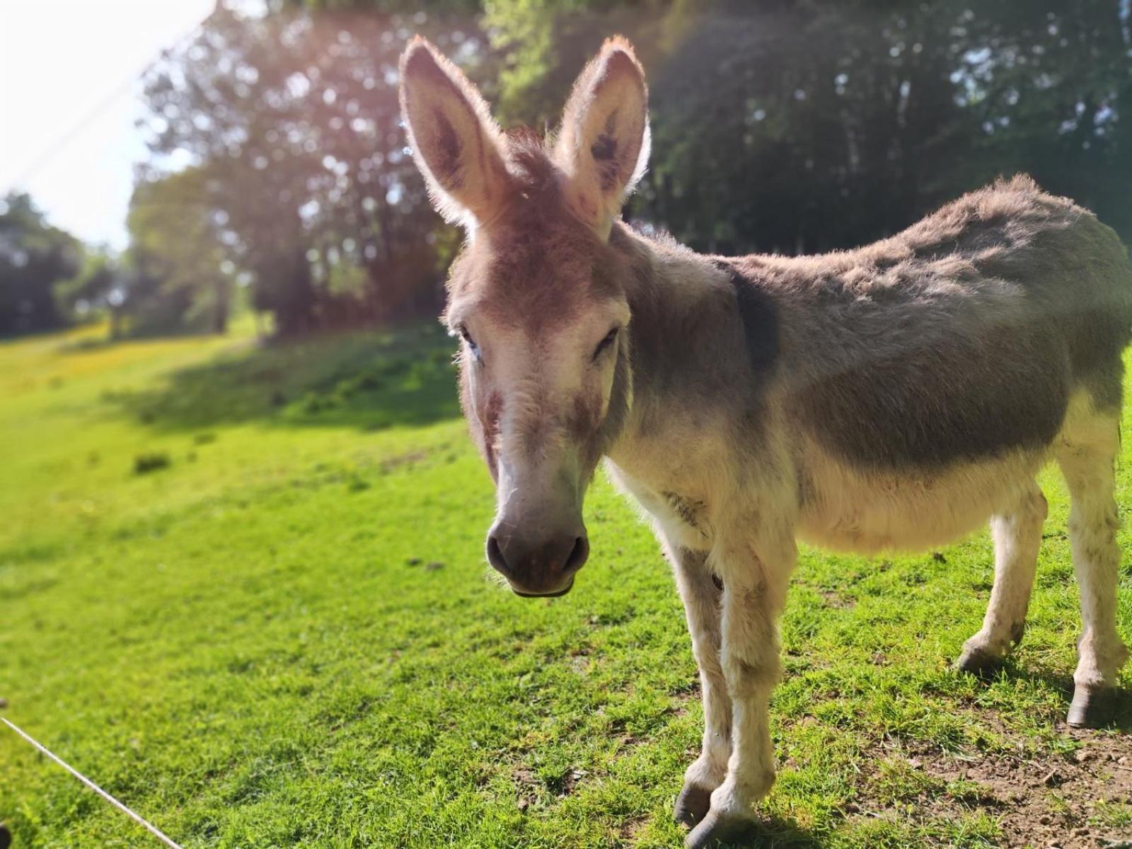 La Mini Maison Du Lama Libin Екстер'єр фото