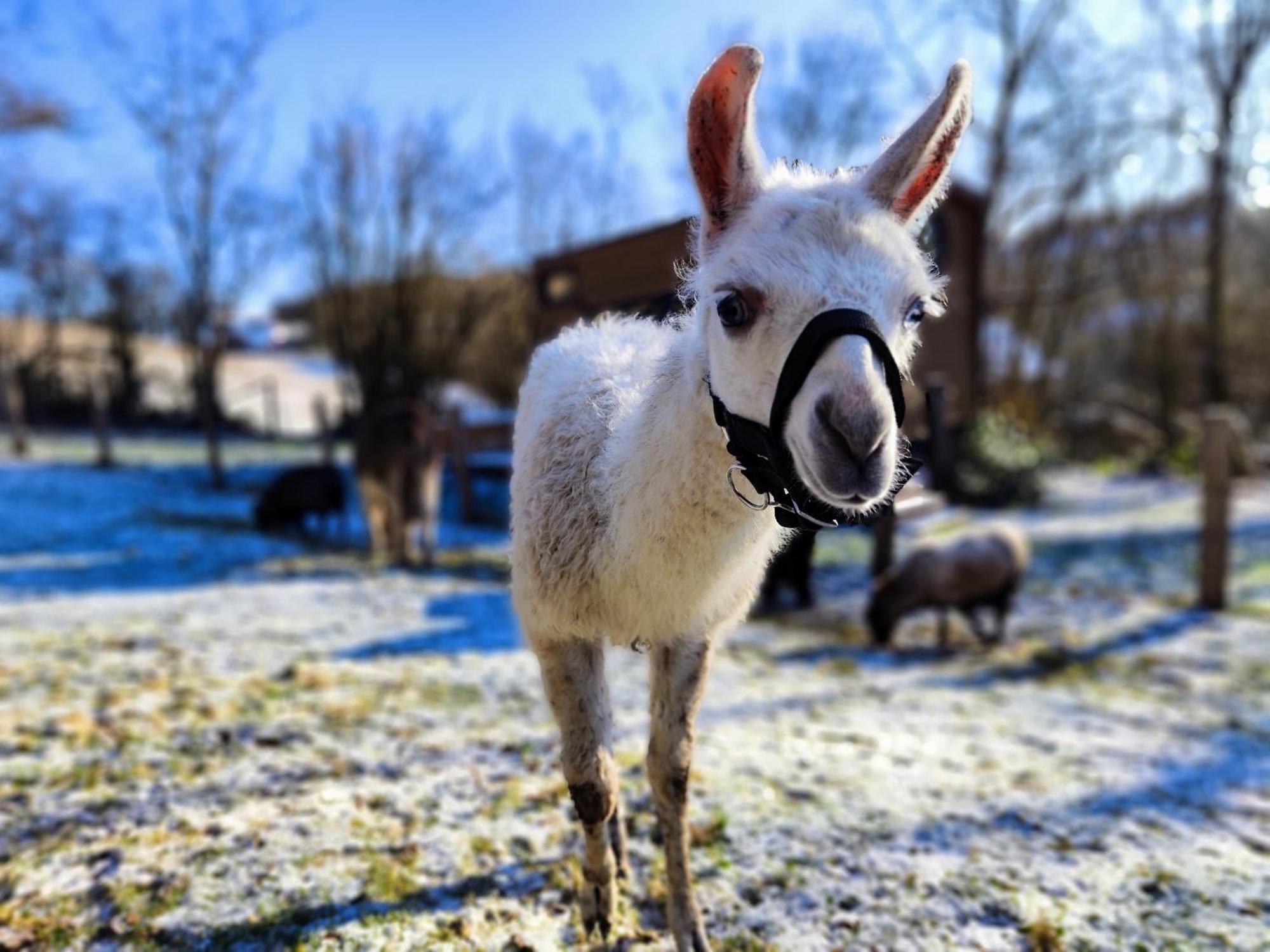La Mini Maison Du Lama Libin Екстер'єр фото